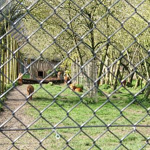 Dholes at Howletts Wild Animal Park, 3 April 2010