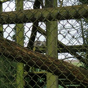 Marta the snow leopard at Howletts Wild Animal Park, 3 April 2010