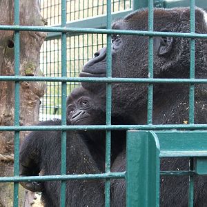 Gorilla with baby at Howletts Wild Animal Park, 3 April 2010