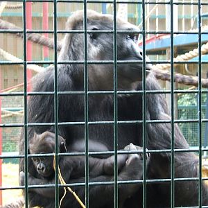 Gorilla with baby at Howletts Wild Animal Park, 3 April 2010
