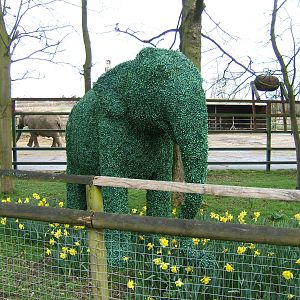 Elephant topiary near African elephant enclosure at Howletts Wild Animal Pa