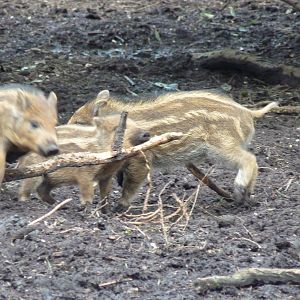 Wild Boar Piglets
