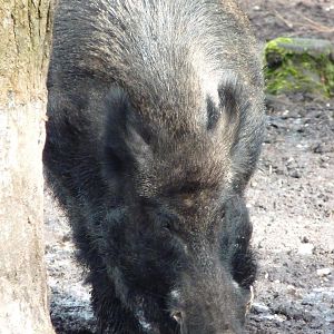 Wild Boar