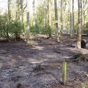 Wild Boar Wood