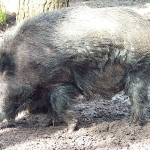 Wild Boar