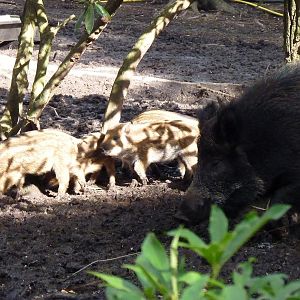 Wild Boar Sow and Piglets