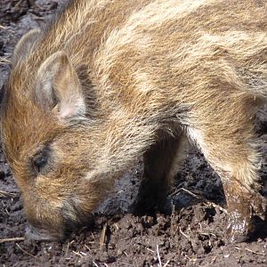 Wild Boar Piglet