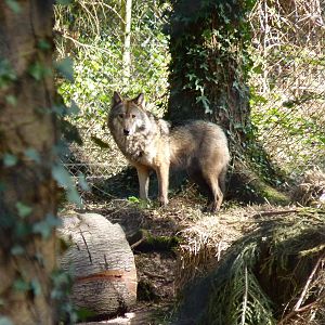 European Wolf