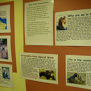 Giant Otter Conservation