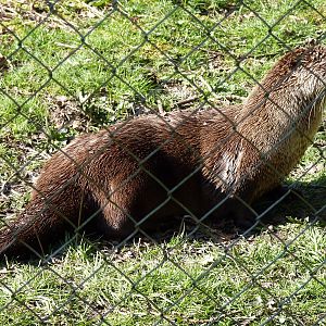 American River Otter