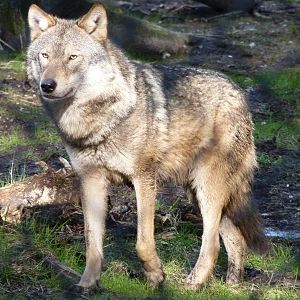 European Wolf