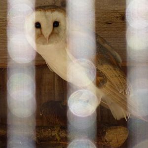Barn Owl
