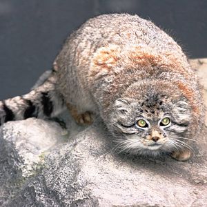 Pallas' cat; Sandwich; 31st March 2010