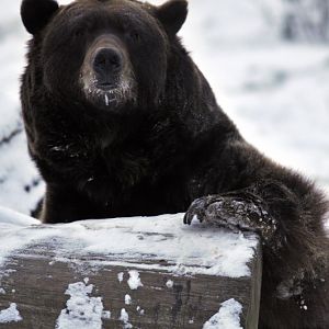 Cold in the zoo - Brown bear