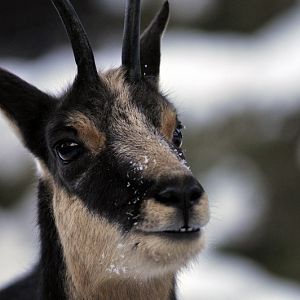 Cold in the zoo - Chamois