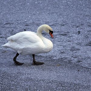 Cold in the zoo - Swan