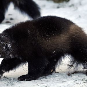 Cold in the zoo - Wolverine