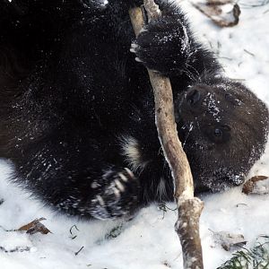Cold in the zoo - Wolverine