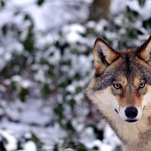 Cold in the zoo - Wolf