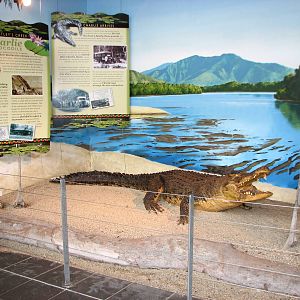 Hartleys Crocodile Adventures 2007 - The legend of Charlie lives on