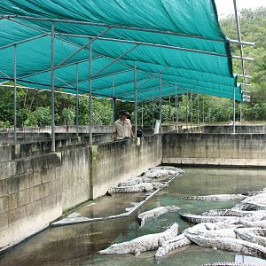 Hartleys Crocodile Adventures 2007 - Inside the crocodile farm pens