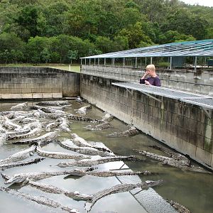 Hartleys Crocodile Adventures 2007 - Inside the crocodile farm pens