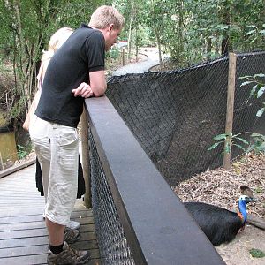 Hartleys Crocodile Adventures 2007 - Visitors watch the Cassowary
