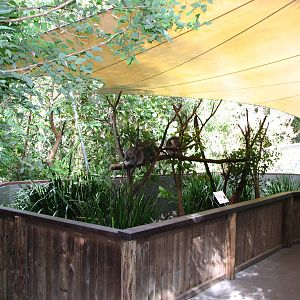 Hartleys Crocodile Adventures 2007 - Koala exhibit