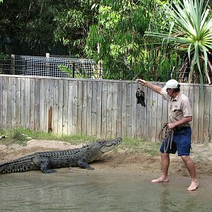Hartleys Crocodile Adventures 2007 - Typical daredevil Crocodile show