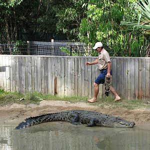 Hartleys Crocodile Adventures 2007 - Typical daredevil Crocodile show