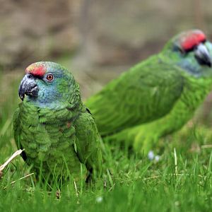Bodini Amazon at Berlin Tierpark