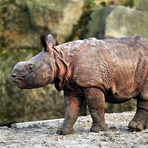 Indian Rhino at Berlin Tierpark