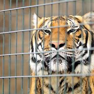 Malayan Tiger at Berlin Tierpark