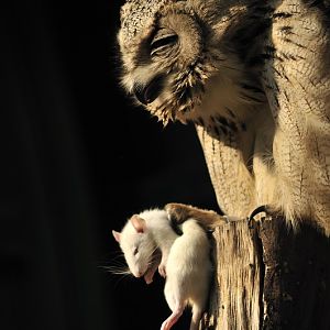Eagleowl at Berlin Tierpark