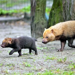 Bush Dogs at Berlin Tierpark