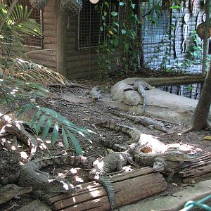Marineland Melanesia 2007 - Young crocodiles
