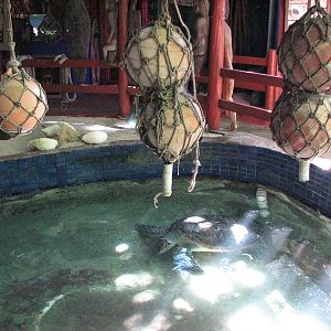 Marineland Melanesia 2007 - Sea turtle