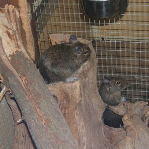 Degu