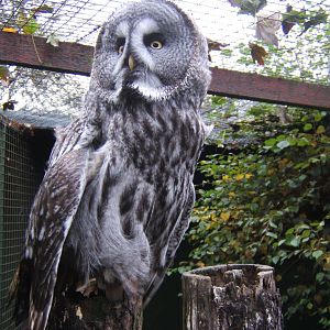 Great Grey Owl