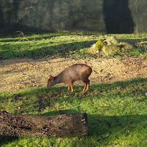 Chilean Pudu