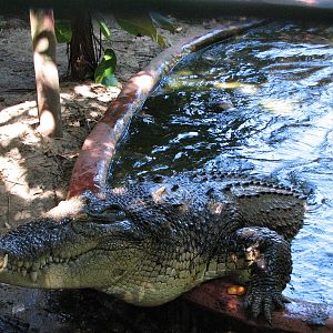 Marineland Melanesia 2007 - Crocodile leaps out of the pool during feeding