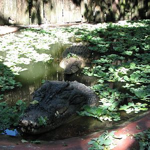 Marineland Melanesia 2007 - Cassius the giant