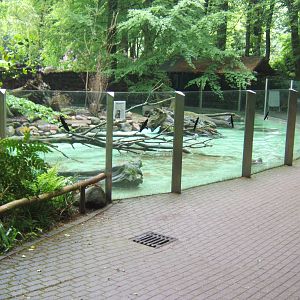 Outdoor Giant Otter enclosure
