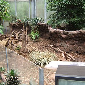 Oriental Small-clawed Otter indoor enclosure