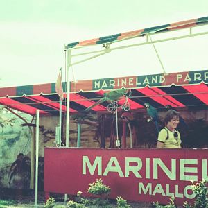 Marineland Mallorca Circa 1975 - Parrot Show