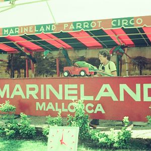 Marineland Mallorca Circa 1975 - Parrot Show