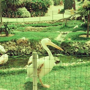 Marineland Mallorca Circa 1975 - Pelican enclosure
