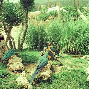 Marineland Mallorca Circa 1975 - Macaw enclosure