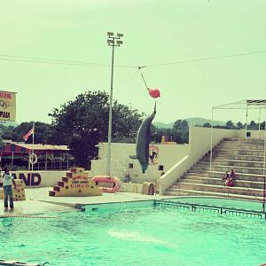 Marineland Mallorca Circa 1975 - Dolphin Show