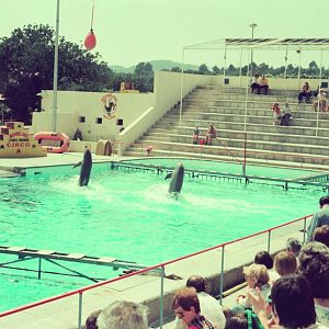Marineland Mallorca Circa 1975 - Dolphin Show